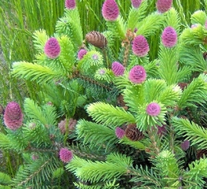 Harilik kuusk ´Acrocona Nana´ (Picea abies)  - tellimisel