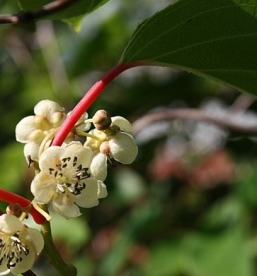 Teravalleheline aktiniidia (Actinidia arguta)