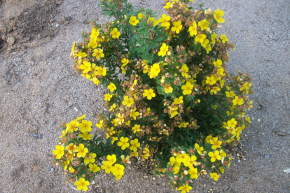 Põõsasmaran Ahti´s Gold (Potentilla)