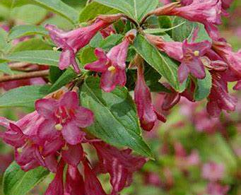 Varajane veigela ´Aija´ (Weigela praecox)