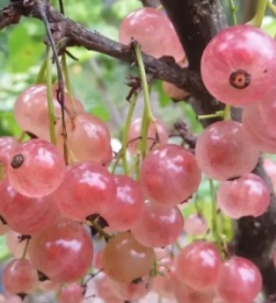 Punane sõstar ´Aili´ (Ribes rubrum)