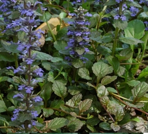 Roomav akakapsas (Ajuga reptans)