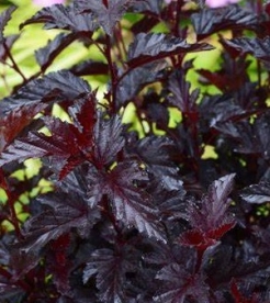 Põisenelas ´All Black´ (Physocarpus)