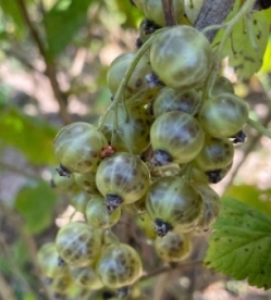 Roheline sõstar ´Alli´ (Ribes nigrum)