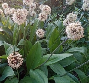 Ohoota lauk (Allium ochotense)