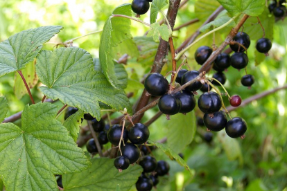 Must sõstar ´Almiai´ (Ribes nigrum)