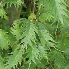 Sanglepp ´Laciniata´ (Alnus glutinosa)