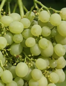 Viinapuu ´Aljoshenkin´ (Vitis)