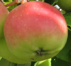 Sammasõunapuu ´AMD´ (Malus)