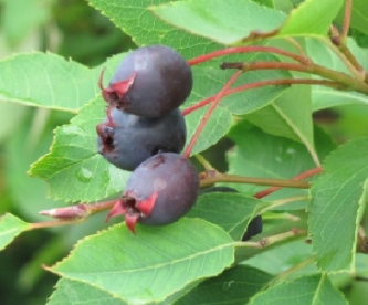 Väheseviljaline toompihlakas (Amelanchier bartramiana)