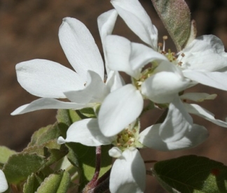 Rohkeõieline toompihlakas (Amelanchier florida)