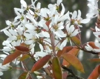 Suureõieline toompihlakas (Amelanchier grandiflora)