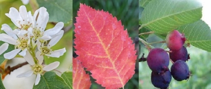 Võsund- toompihlakas (Amelanchier stolinifera)