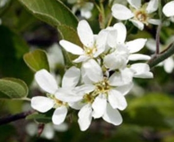 Ploomilehine toompihlakas (Amelanchier utahensis)