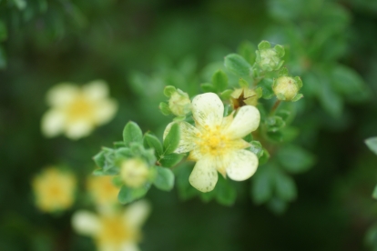 Põõsasmaran ´Ammarella´ (Potentilla fruticosa)