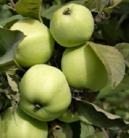 Aed õunapuu  Antonovka´ (Malus domestica)  - okulaat kuni 0,5 m