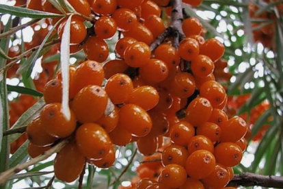 Astelpaju ´Botanitseskaja aromatnaja´ (Hippophae rhamnoides)