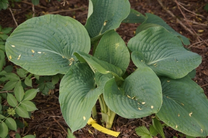 Hosta ´Arula´s Best´ (Hosta)