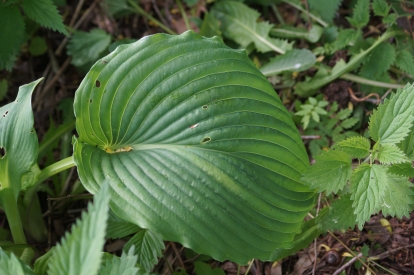 Hosta ´Arula´s Beat´ (Hosta)