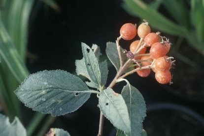 Pihlakas ´AS 909x´ (Sorbus)