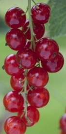 Punane sõstar ´Asya´ (Ribes rubrum)