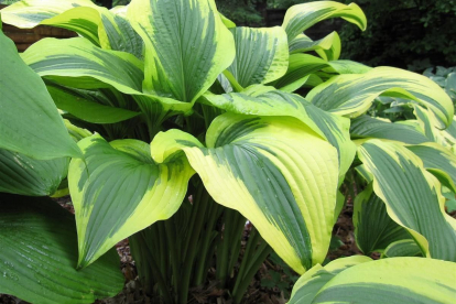 Hosta ´Aureomarginata´ (Hosta)