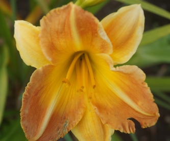 Päevaliilia ´Ausma´ (Hemerocallis)