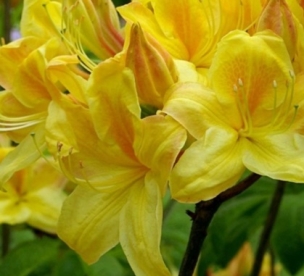 Asalea ´Golden Sunset´  (Azalea)