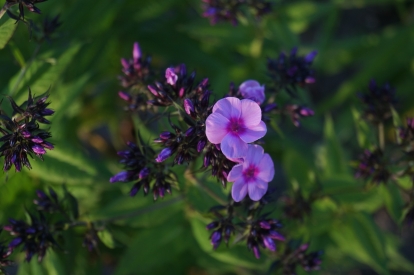 Aedfloks ´Baby Face´ (Phlox paniculata)