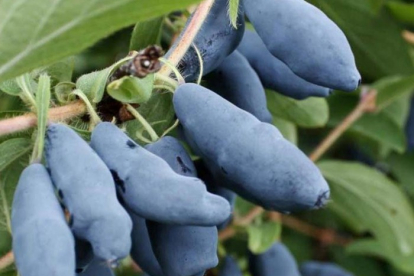 Söödav kuslapuu ´Baktšarskaja´ (Lonicera edulis)