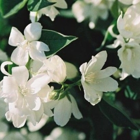 Ebajasmiin ´Balet Motylkov´ (Philadelphus)