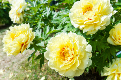 Itohi pojeng ´Bartzella´ (Paeonia)