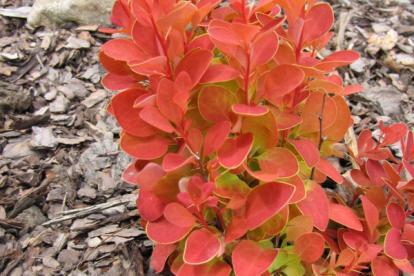 Thunbergi kukerpuu ´Orange Ice´ (Berberis thunbergii)