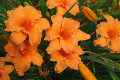 Päevaliilia ´Bertie Ferris´ (Hemerocallis)