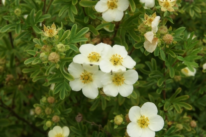 Põõsasmaran ´Best Before´ (Potentilla fruticosa)