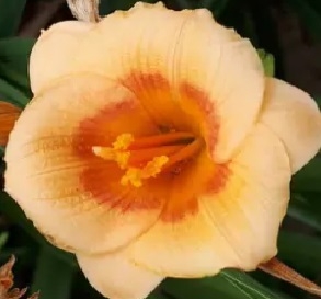 Päevaliilia ´Betka Mini´ (Hemerocallis)