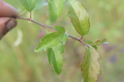 Iluõunapuu ´Betti´ (Malus)