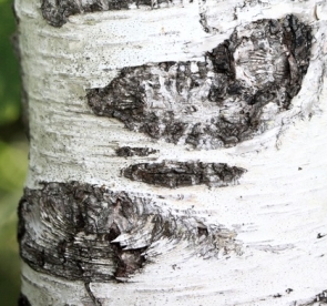 Jaapani kask (Betula japonica)