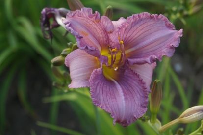 Päevaliilia ´BF 2018-10´ (Hemerocallis)