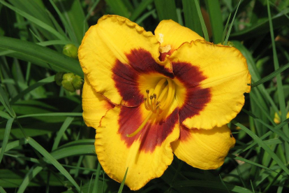 Päevaliilia ´Blackberry Candy´ (Hemerocallis)