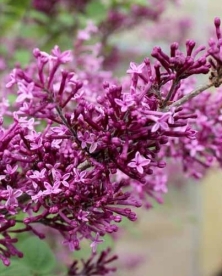 Sirel ´Bloomerang Dark Purple´ (Syringa)