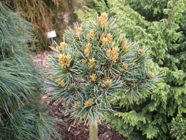 Korea seedermänd ´Blue Ball´ (Pinus koraiensis)