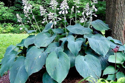 Hosta ´Blue Angel´ (Hosta)