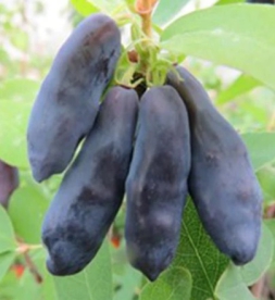 Söödav kuslapuu ´Blue Banana´  (Lonicera edulis)