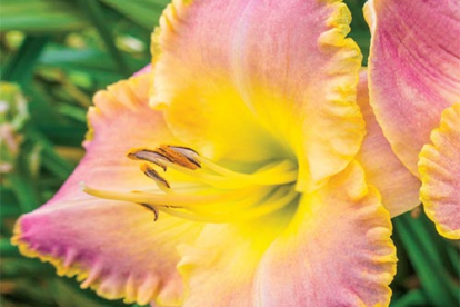 Päevaliilia ´Blushing Ruffles´ (Hemerocallis)