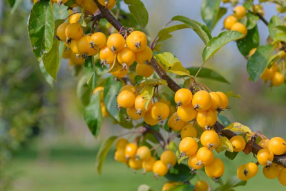 Iluõunapuu ´Golden Hornet´ (Malus)