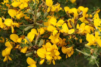 Villane leetpõõsas ´Vancouver Gold´ (Genista villosa)