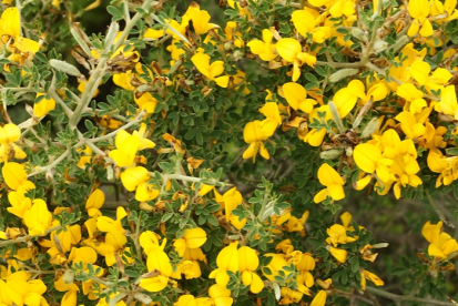 Villane leetpõõsas ´Lemon Speader´ (Genista villosa)