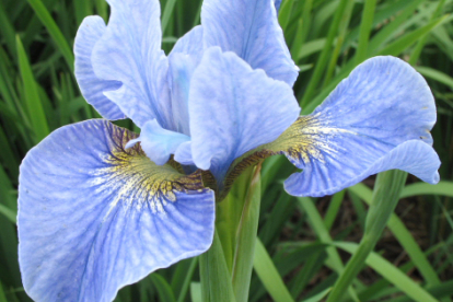 Siberi võhumõõk ´Cambridge´ (Iris sibirica)