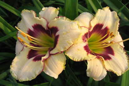 Päevaliilia ´Canadain Border Patrol´ (Hemerocallis)